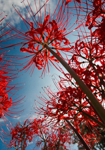 Lycoris Radiata, Spider Lilies, Lily Wallpaper, Red Spider Lily, Spider Lily, Red Spider, Plant Fungus, Aesthetic Colors, Flowers Photography