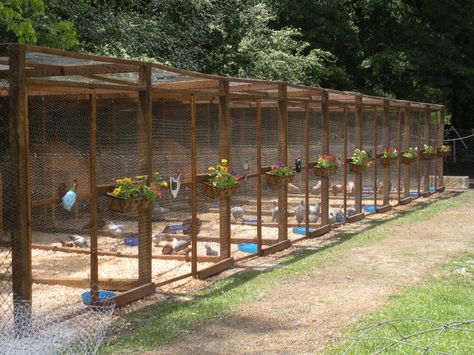 BackYard Chickens Grow Out Chicken Pen, Chicken Grow Out Pen Ideas, Divided Chicken Coop Room Dividers, Multi Breed Chicken Coop, Breeding Pens For Chickens, Double Chicken Coop, Divided Chicken Coop, Chicken Breeder Pens, Grow Out Pens For Chicks