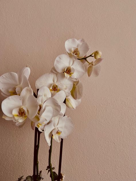 Moth Orchid Aesthetic, Orchid Aesthetic Wallpaper, Orchid Flower Wallpaper, Orchids Aesthetic, Orchid Aesthetic, Orchid Wallpaper, Flowers Orchids, Moth Orchid, Best Makeup Brushes