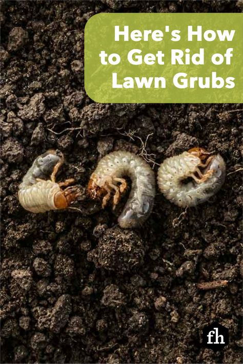 Grub Control In Lawns, How To Get Rid Of Grubs In The Garden, How To Get Rid Of Grubs In Lawn, Grubs How To Get Rid Of, Japanese Beetles How To Get Rid Of, How To Get Rid Of Gophers In Yard, Grubs In Lawn, Getting Rid Of Gophers, Organic Lawn Fertilizer