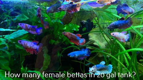 Unlike male betta fish, the females can coexist in the same tank. A sorority tank with maximum comfort and foliage will provide a great place for their Female Betta Tank, Betta Fish Sorority Tank, Betta Sorority Tank Ideas, Sorority Tank Betta, Female Betta Fish Sorority, Beta Sorority Fish Tank, Betta Community Tank, Betta Sorority Tanks, Betta Sorority