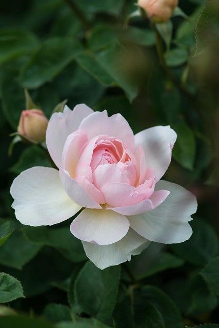 Hybrid Tea Roses Garden, Hybrid Tea Roses Care, Roses Wallpaper, Belle Rose, Rose Pictures, Hybrid Tea Roses, Peonies Garden, David Austin Roses, English Rose