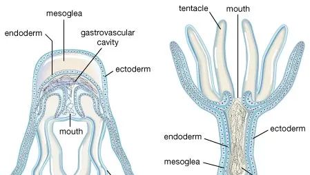 Jellyfish Tentacles, Science Diy, Cnidaria, Biology Teacher, Animal Anatomy, Diy Science, Body Form, Drawing Projects, Marine Biology