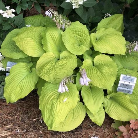 HOSTA_SHADOWLAND_COAST_TO_COAST_HOSTA_GC_HOSCO_01 Hosta Care, Proven Winners Perennials, Landscaping With Roses, Smooth Hydrangea, Drought Tolerant Perennials, Edging Plants, Shade Gardens, Hosta Plants, Easy Plants To Grow