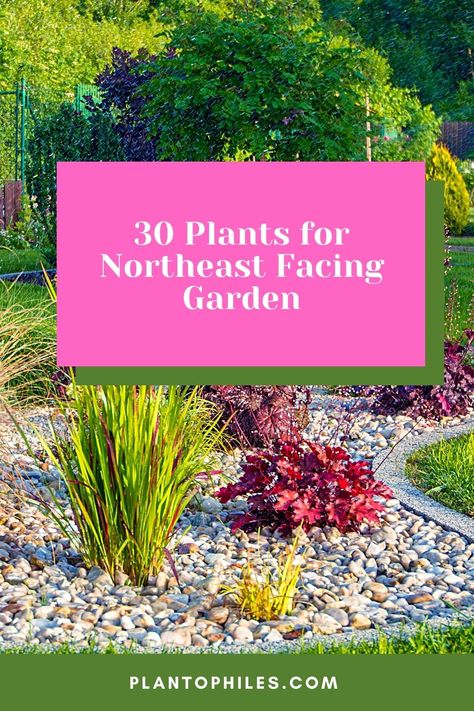 30 Plants for Northeast Facing Garden via @plantophiles Northeast Garden Ideas, Foundation Garden, Zone 6 Plants, East Facing Garden, Flowering Quince, Garden Goals, Coral Bells, Planting Plan, Corner Garden