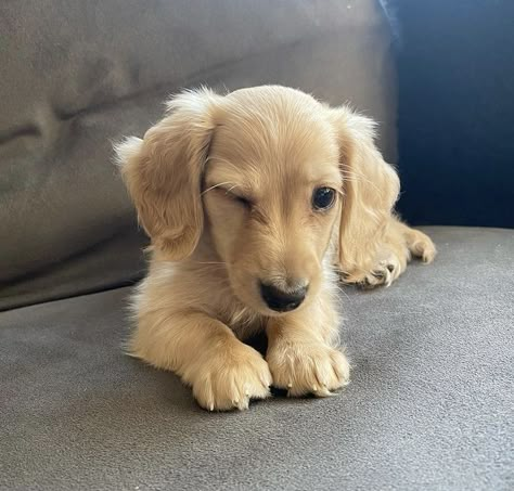 Funny Pics Of Dogs, Golden Dachshund, Blonde Dachshund, Weiner Dog Puppies, English Cream Dachshund, Most Cutest Dog, Pics Of Dogs, Sausage Dog Puppy, Cream Dachshund