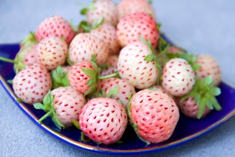 White Strawberries - these naturally white, pink-tinted hybrid strawberries have pineapple flavor notes Aesthetic Fruits, White Strawberries, Everbearing Strawberries, Freeze Avocado, White Strawberry, Growing Strawberries, Rhubarb Recipes, New Fruit, Strawberry Plants