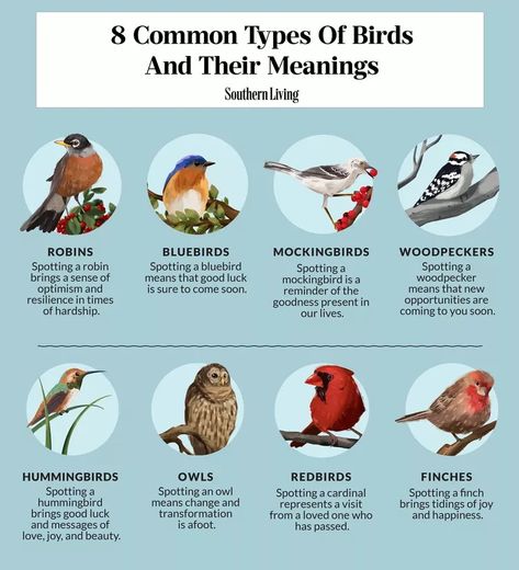 8 Common Types Of Birds In Your Backyard And Their Meanings Birds And Meanings, Birds And Their Meanings, Bird Symbolism Meaning, Animals And Their Meanings, Bird Meanings, Birds Types, Birds Meaning, Type Of Birds, Bird Symbolism