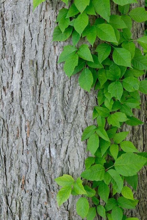 Why poison ivy is an unlikely climate change winner Poison Ivy Plant, Poison Ivy Leaves, Poison Ivy Plants, United States Botanic Garden, Ivy Plant, Virginia Creeper, Desert Environment, Canada Photos, Plant Science