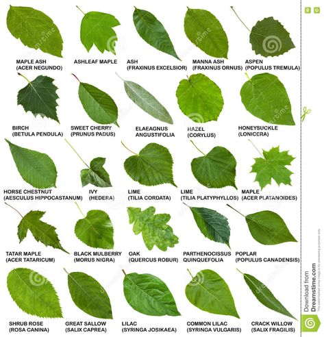 Green Leaves Of Trees And Shrubs With Names Stock Image - Image of morus, collage: 77218635 Tree Leaf Identification, Different Types Of Leaves, Leaves Of Trees, Types Of Leaves, Leaves Name, Leaf Identification, Tree Id, Tree Identification, Illustration Botanique