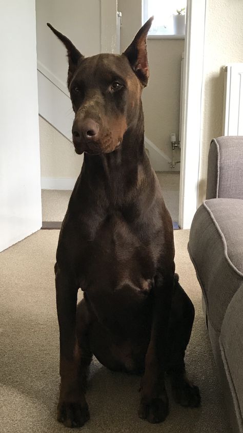 Dobber Man Dog, Dobber Man, Most Beautiful Dogs, Doberman Pinscher Dog, Scary Dogs, Doberman Puppy, Doberman Dogs, Dream Dog, Puppies And Kitties