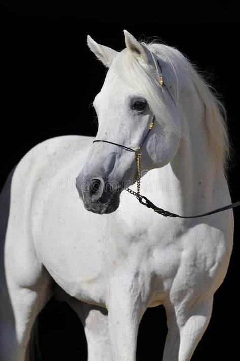 Photo about White arabian horse stallion portrait isolated on black. Image of equine, stable, arabian - 9465508 White Arabian Horse, Arabian Stallions, Beautiful Arabian Horses, Wendover Art, Wendover Art Group, Horse Portrait, Framed Photographs, White Horses, Arabian Horse