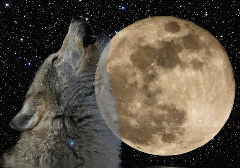 WOLF MOON: January’s Full Moon – Secret Working’s of a Witch Real Werewolf, January Full Moon, Wolf Mates, Full Moon Names, Night Wolf, Moon Names, Winter Moon, Le Cri, Wolf Love