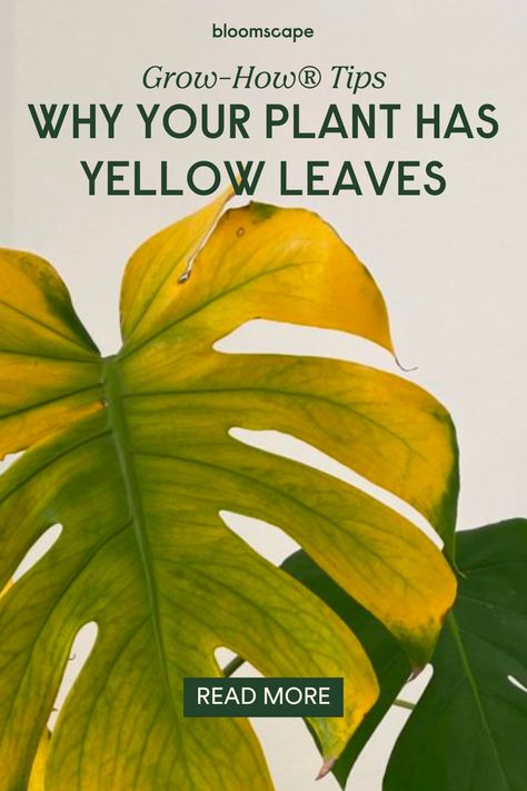 If your plant has yellow leaves, there could be a few things causing the issue. The Grow-How® Team is here to help! We understand how concerning it can be when your plant’s leaves are turning yellow, so we’d love to help you work through what could be causing the issue and how you get your plant back on the right track. Yellowing Leaves On Plants, Plant Problems Leaves, Yellow Leaves On Plants, Plant Leaves Turning Yellow, Leaves Meaning, Plant Shed, Philodendron Plant, Yellow Plants, Plant Pests