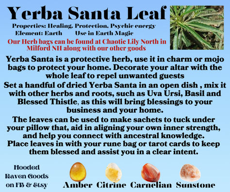 Yerba Santa Magical Properties, Yerba Santa Benefits, Negative Energy Cleanse, Blessed Thistle, Yerba Santa, Uva Ursi, Mojo Bags, Magic Herbs, Magical Herbs