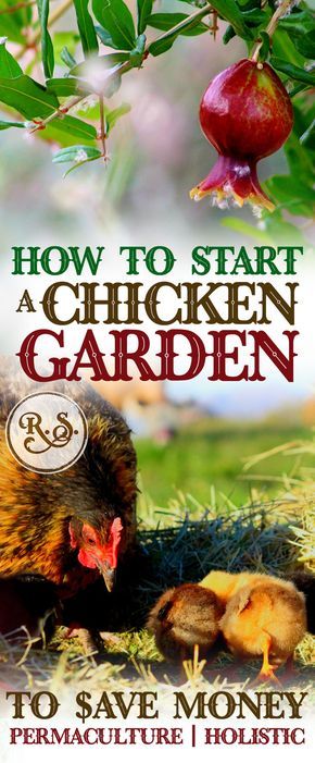 Learn how to grow a sustainable garden for your backyard chickens to save money on their feed bill. Plant shrubs, trees & herbs for a permaculture homestead. Great DIY ideas for beginners & beyond. Permaculture Homestead, Raising Turkeys, Urban Chicken Farming, Backyard Garden Diy, Urban Chickens, Chicken Garden, Building A Chicken Coop, Backyard Chicken Coops, Garden Shrubs