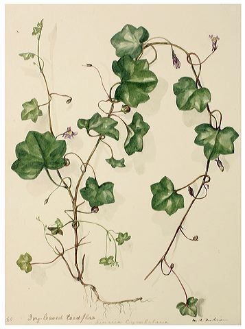 luuderohi Dainty Ivy Vine Tattoo, Watercolour Vines, Ivy Botanical Illustration, Ivy Painting, Ivy Illustration, Vine Illustration, Vines Art, Vines Tattoo, Flower Vine Tattoos