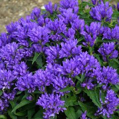 Garden Shrubs Evergreen, Shrubs For Landscaping, Bushes And Shrubs, Shade Shrubs, Flowering Bushes, Garden Shrubs, Blue Bell, Flower Landscape, Garden Yard Ideas