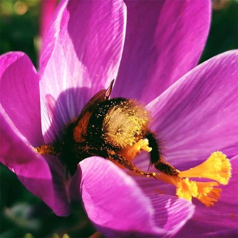 Your Daily Treat: Tired Bees Who Fell Asleep Inside Flowers - I Can Has Cheezburger? Bee Butts, Inside Flowers, Chirping Birds, I Love Bees, Worm Composting, Bee Garden, Bumble Bees, Iris Flower, Fell Asleep