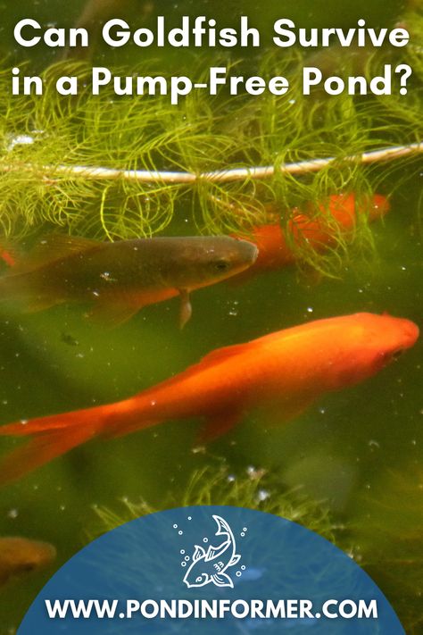 Stock Tank Goldfish Pond, Mini Goldfish Pond, Diy Goldfish Pond, Stock Tank Fish Pond, Feeder Goldfish, Goldfish Pond Ideas, Outdoor Goldfish Pond, Small Goldfish Pond, Pond Goldfish