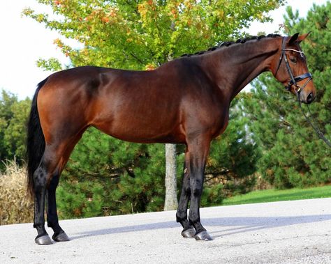 Hanoverian (Germany) Mare - Touch of Totilas ... (2023/02/25) Hanoverian Horses, Pony Breeds, Rasy Koni, Hanoverian, Race Horses, Horse Breeds, Horse Racing, Equestrian, Germany