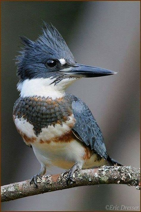 Burung Raja Udang, Belted Kingfisher, Poster Images, Colourful Birds, Photo Animaliere, Bird Identification, Kingfisher Bird, Watercolor Birds, Bird Paintings