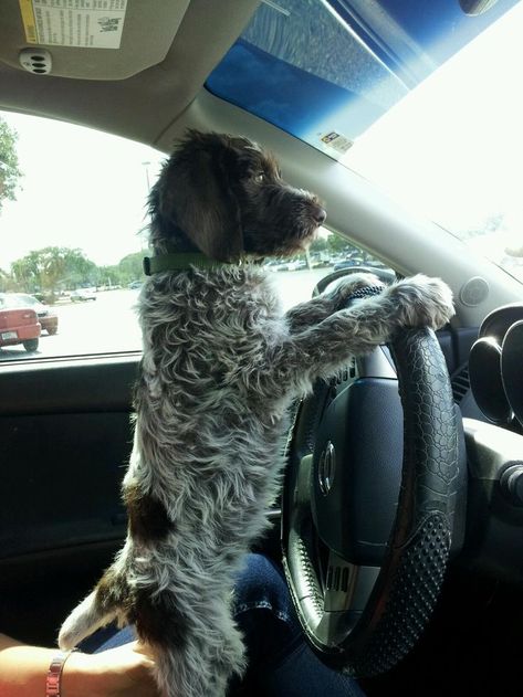 Wirehaired Pointing Griffon. They watch and learn. Even if they beg, don't give them the car keys! Dog House Air Conditioner, Hunting Dogs Breeds, Pointing Griffon, Wirehaired Pointing Griffon, Gsp Dogs, Griffon Dog, English Dogs, Tattoos For Dog Lovers, German Shorthaired Pointer Dog