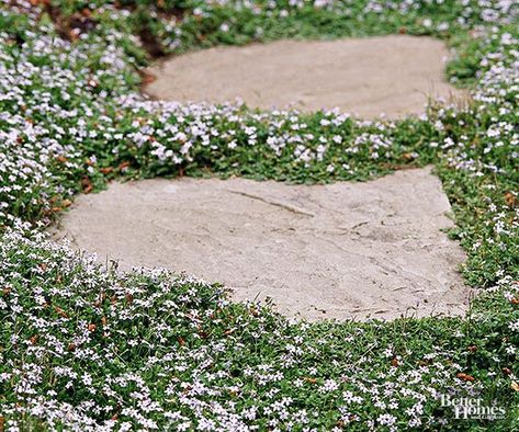 Blue Star Creeper, Ground Cover Flowers, Red Creeping Thyme, Wall Gardens, Early Spring Flowers, Rock Garden Plants, Ground Cover Plants, Have Inspiration, Wall Garden