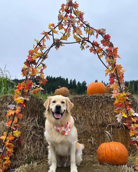 Golden Retriever Pumpkin, Golden Retriever Thanksgiving, Golden Retriever Puppy Christmas, Golden Retriever Autumn Aesthetic, Golden Retriever Halloween, Autumn Aesthetic, Lucca, Golden Retriever, Thanksgiving