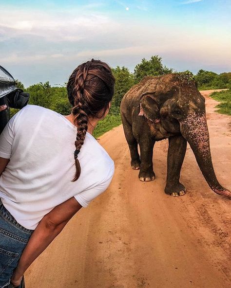 Udawalava National Park #budgettriptravel 📸 @fit_selin #travel #travelphotography #travelguide #srilanka #lka #visitlanka🇱🇰 Sir Lanka Travel, Zoologist Aesthetic, Sri Lanka Honeymoon, Heart In Nature, Save Nature, Wild Elephant, Ancient Civilization, Sri Lanka Travel, Travel Pictures Poses