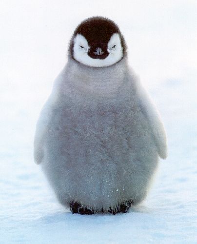 I have this picture as a poster on my wall! Penguin Wallpaper, Haiwan Comel, Baby Penguins, Fluffy Animals, Cute Penguins, Cute Creatures, Sweet Animals, Funny Animal Pictures