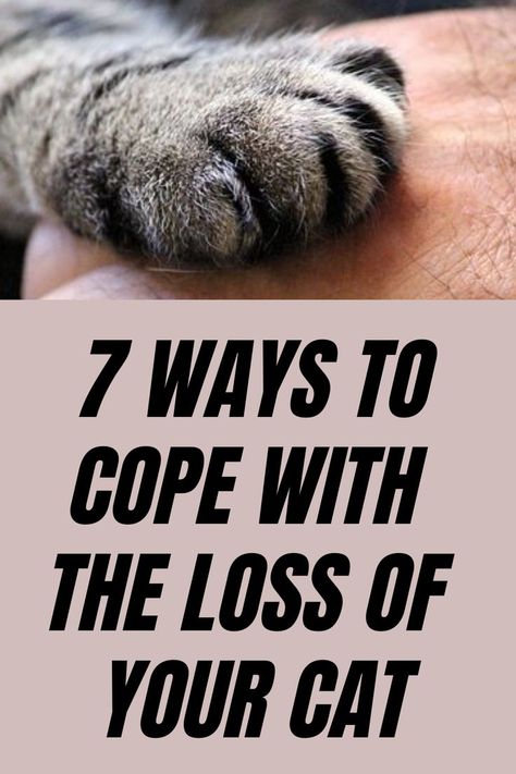 Pet Loss Rip Cat Memories, Rip Pet Quotes Cat, Cat Memory Ideas, Losing A Cat, Loss Of Pet Cat, Pet Loss Cat, Cat Health Remedies, Loss Of Cat, Cat Health Problems