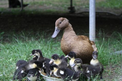 Pekin x Khaki Campbell offspring | BackYard Chickens Pekin Ducks, Khaki Campbell Ducks, Keeping Ducks, Avatar Show, Duck Stuff, Pekin Duck, Bong Bong, White Patches, Backyard Chickens