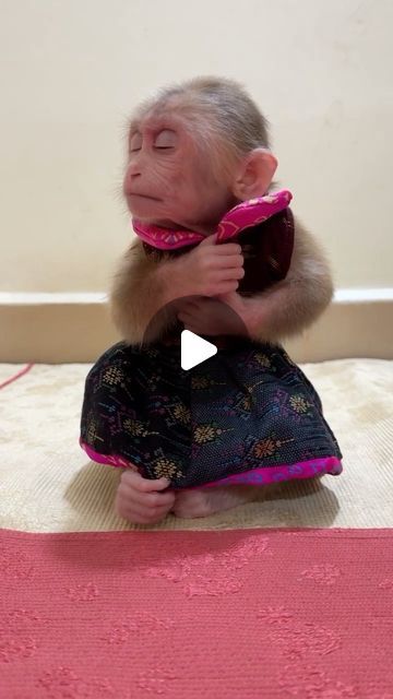 Monkey Breeds, Winged Monkeys, Funny Monkey Pictures, Cute Monkey Pictures, What Is True Love, Dance Cakes, Monkey Pictures, Wise Monkeys