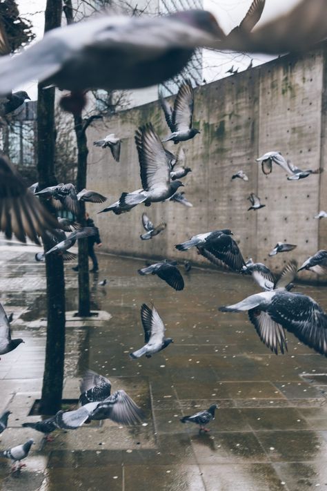 Pigeons Flying, Pigeon Pictures, Rain Pictures, Dove Pictures, Big Animals, Bird Photo, Download Free Images, Birds Flying, Bird Photography