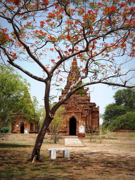 An ancient pagoda, or temple, glimpsed through the orange blossom of a lone tree in dusty Bagan, Myanmar. (2014) ရွေတိဂုံဘုရား Photo, Pagoda Pictures, ပုဂံ Photo, Bagan Photo, Myanmar Pagoda, History Of Myanmar, Ronaldo Celebration, Unreliable Narrator, Karen People