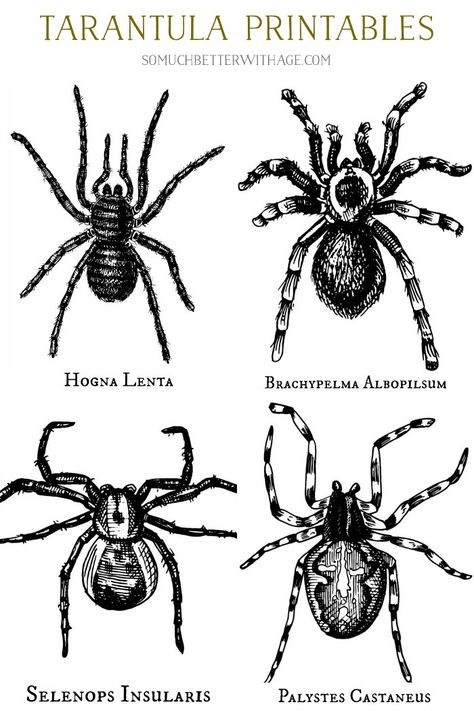 Fun and Free Halloween Spider & Tarantula Printables | So Much Better With Age | Get these free spider printables, perfect for Halloween fireplace mantel decorating or a fun party! #halloween #spider Tarantula Drawing, Spider Printable, Vintage Halloween Prints, Bugs Art, Bat Printable, Halloween Fireplace, Dollar Tree Pumpkins, Mantel Decorating, Halloween Stencils