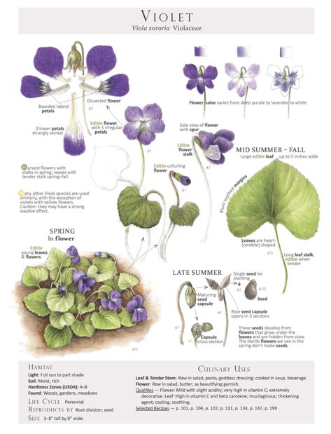 Wild Violets, Edible Wild Plants, Violet Plant, Violet Flowers, Sweet Violets, Illustration Botanique, Wild Edibles, Plant Identification, Wild Food