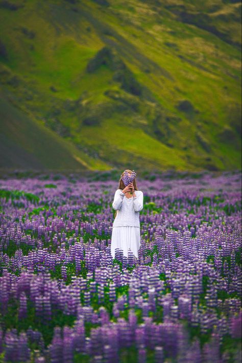 Lupine Field, Iceland Travel Itinerary, Iceland Summer, North Iceland, Iceland Vacation, Iceland Travel Guide, Iceland Photos, Iceland Travel Tips, Iceland Road Trip