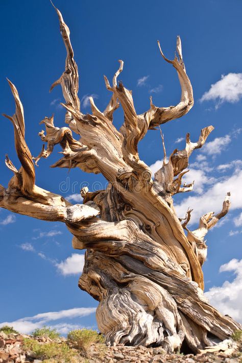 Spicy Caramel, Bristlecone Pine Tree, Southern Australia, Cinnamon Scent, Giant Sequoia, Weird Trees, Bristlecone Pine, Amazing Trees, Living Organisms