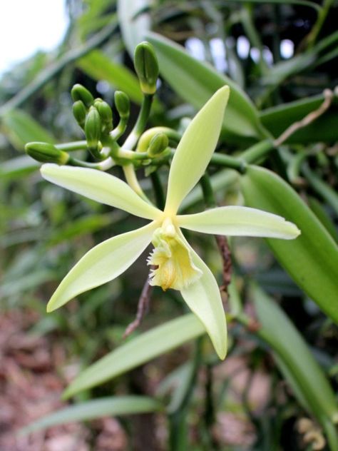 Miltonia Orchid, Vanilla Planifolia, Vanilla Plant, Oncidium Orchids, Orchid Varieties, Orchid Seeds, Growing Vines, Vanda Orchids, Types Of Orchids