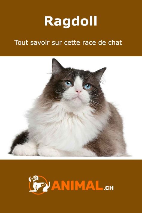 Tout savoir sur la race de chat Ragdoll Animals