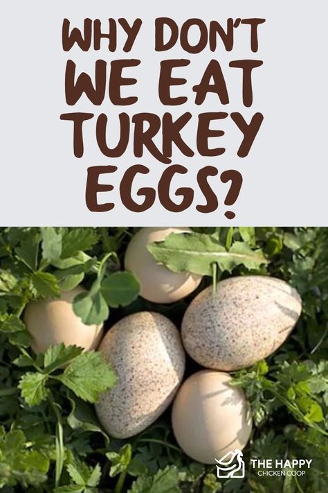 We prize turkeys for their delicious meat and that’s about it. Why don't we eat turkey eggs? Let’s dig in and figure this one out together. Turkey Eggs, Selling Eggs, Raising Turkeys, Cute Chicken Coops, Diy Turkey, Raising Farm Animals, Backyard Chicken Farming, Coops Diy, Duck Eggs