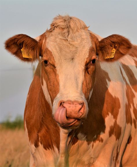 Cow Head Portrait - Free photo on Pixabay Cow Photography, Bleach Drawing, All Black Tattoos, Animals Video, Cow Ears, Cow Photos, Head Portrait, Wild Animals Photos, Cow Pictures