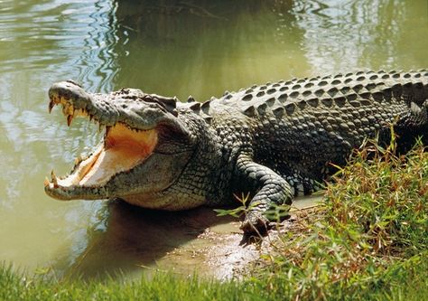 10. Crocodiles have the most sophisticated heart in the animal kingdom Estuarine Crocodile, Crocodile Facts, Forest Department, Saltwater Crocodile, Dangerous Animals, Animale Rare, Facts For Kids, Animal Facts, Crocodiles