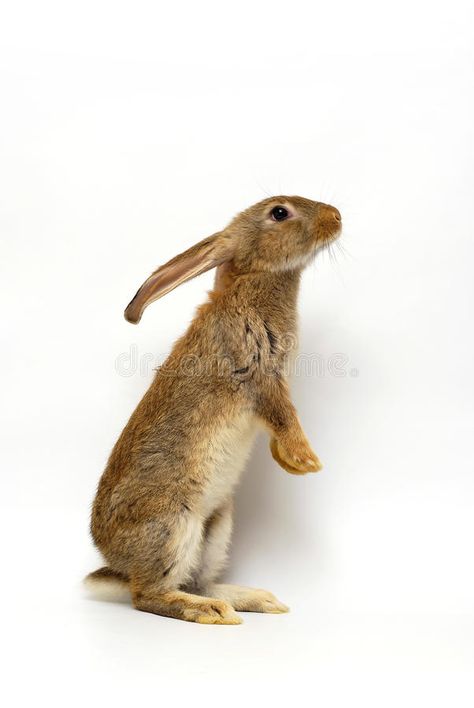 Grey rabbit. Rabbit standing on two little hands on the white background , #spon, #Rabbit, #rabbit, #Grey, #standing, #background #ad Rabbit Photo Reference, Rabbit Standing Up, Rabbit Pose Reference, Bunny Standing Up, Rabbit Looking Up, Rabbit Head Reference, Rabbits Reference, Bunny Looking Up, Rabbit Front View