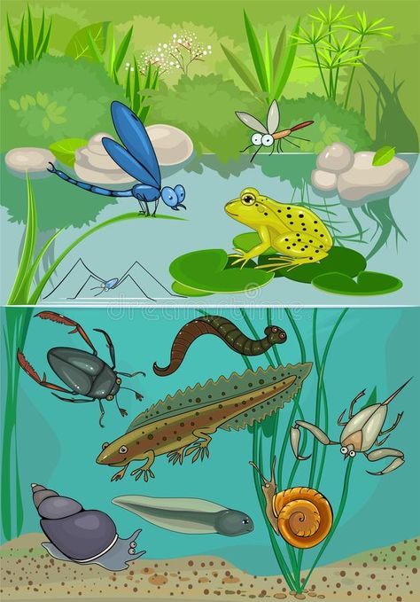 Pond. Ecosystem of pond with inhabitants , #Affiliate, #Ecosystem, #Pond, #inhabitants, #pond #ad Pond Ecosystem Diagram, Ecosystem Pond, Pond Ecosystem, Nature Drawing For Kids, Pond Habitat, Lake Animals, Pond Animals, Pond Snails, Turtle Pond