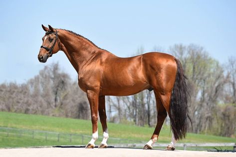 Oldenburg Warmblood Horses, Royal Diamond, Beautiful Horse Pictures, Horse Inspiration, Horse Wallpaper, Most Beautiful Horses, Dressage Horses, Horse World, Oldenburg