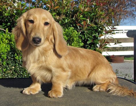 Cream colored longhair mini dachshund Brindle Dachshund, English Cream Dachshund, Piebald Dachshund, Long Haired Miniature Dachshund, Cream Dachshund, Dachshund Puppy Long Haired, Dachshund Breed, Black Dachshund, English Cream