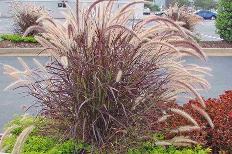 Red/Purple Fountain Grass (Pennisetum setaceum 'Rubrum') Red Fountain Grass, Foxtail Grass, Pennisetum Setaceum, Fountain Grass, Grasses Landscaping, Container Gardening Flowers, Grasses Garden, Container Gardening Vegetables, Ornamental Grasses